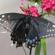 Mythlok - Pokanghoya butterfly