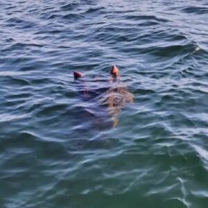 Mythlok - Ogopogo real_