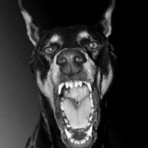 Mythlok - Chocking Doberman real