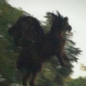 Mythlok - Jersey Devil real_