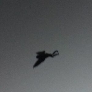 Mythlok - Mothman real_