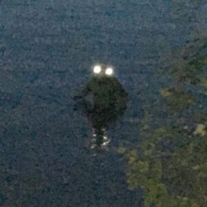 Mythlok - Loveland Frog real_ Reported actual photo of the Loveland Frog