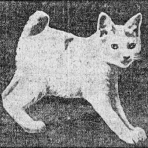 Supposed image of the Cabbit