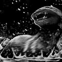 Depiction of the Irish and Scottish beast Dobhar-Chu