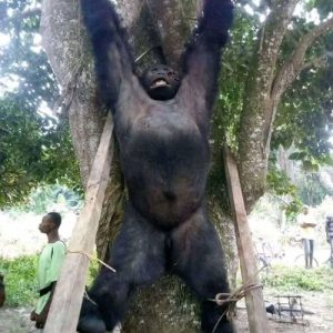 Mythlok - Nguni Bigfoot real_ Alleged photograph of the Nguni Bigfoot