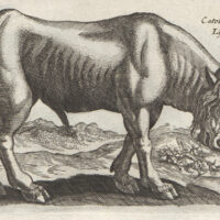 Mythlok - Catoblepas drawing Drawing of the Greek Catoblepas